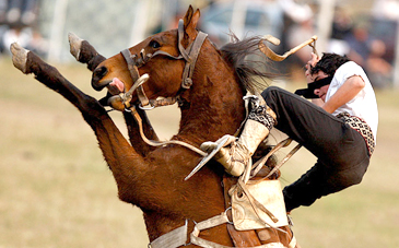 elegant equestrian helmet