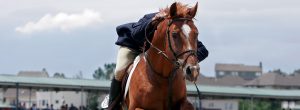 horse riding helmets